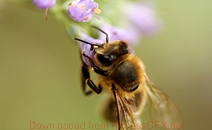 找资源在线网站攻击